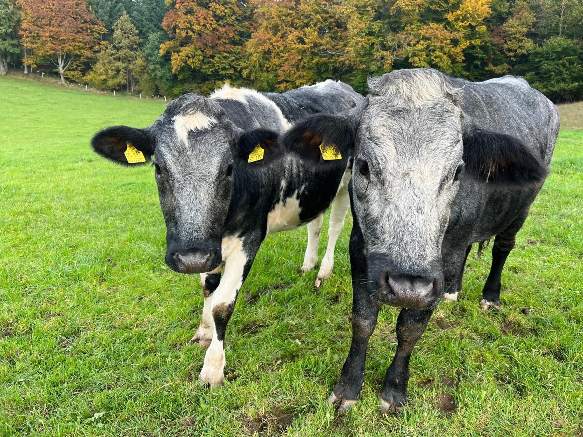 Ferienwohnung Mucki Kißlegg Esterno foto
